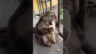 Fat Monkey Loves Eating Bananas 🍌#algorithm #fatmonkey #monkey #animallover #animals #funny #china