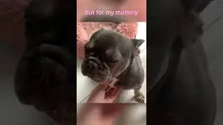 How dogs think about themselves #entertainment #frenchie #funny #shorts #comedyvideos