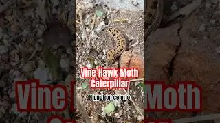 Vine Hawk Moth Caterpillar 🧬Hippotion celerio 🐛