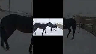 horse fight/馬の戦い/конный бой #shorts #horse #Лошадь #馬 #Fight