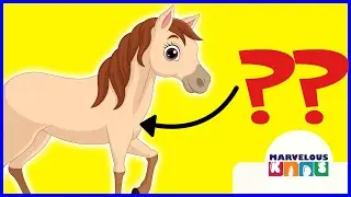 Horse - parts of the body - English educational video | Marvelous KIDS