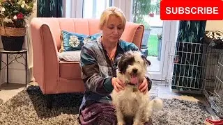 Reiki Healing for Dogs with Separation Anxiety | Calming Energy Session for Pets