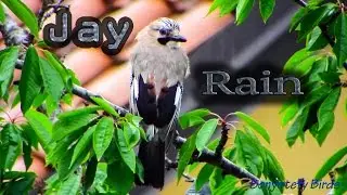 Jay..  &... Rain ... (: Bird 1200mm 50x Uccello Pioggia Primavera Ghiandaia Spring :)