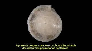 BIOMASSA DE Hoeglundina elegans -  Maria Rita Lua de Quadros 28 SIS UFSC