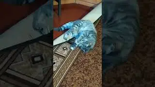 Taming the Shrewish Rubber Band.       Укрощение строптивой резинки