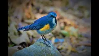 Bird Habitats!