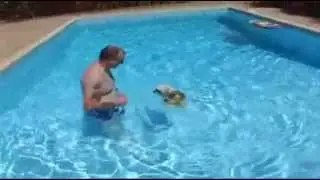 Charlie's Summer Holiday - Shih Tzu dog - surfing - swimming and jumping in pool -