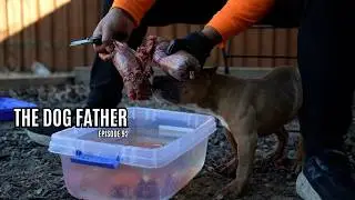 The Dog Father: 