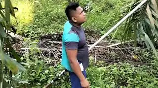 Pengutipan buah penghasil minyak. #like #subscribe @PemanenSawitlangkat 