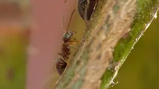 Ant n Aphid 🐜 - Macro Video / Photography - Panasonic + Raynox - Macro Shots