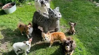 Chihuahuas and dragons make the best of friends!