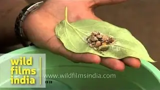 Paan making - India