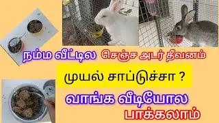 #நம்ம வீட்டில செஞ்ச அடர் தீவனத்த முயல் சாப்பிடுதா ? #முயல்#Muyal# Rabbits#Dry foods#அடர்தீவனம்