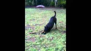 Don't Mess with a Mastador