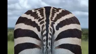 Why Are Zebras Striped?