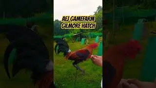AEJ GAMEFARM GILMORE HATCH #roostertime #followers #chicken #highlights #roosters #aejgamefarm