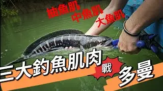 三大釣魚肌肉戰魚虎（小盾鱧） 抽魚肌～中魚肌～大魚肌#香港釣魚#fishing#魚虎