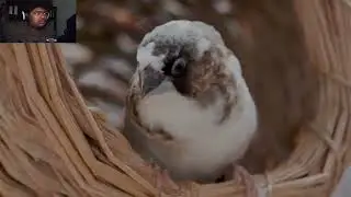 He Added Birds To His Giant Enclosure........