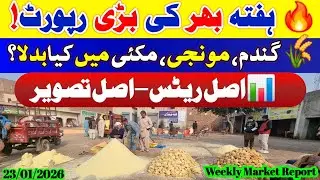 Weekly Market Report | Gandum Munji Makki Mein Kya Badla? | Ghalla Mandi Update