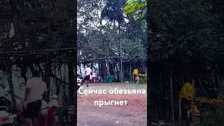 Прыжок обезьяны ребенка monkey baby #индия #monkey #jump