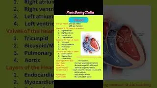 Heart anatomy and physiology