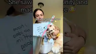 Caught dog red handed stealing food #dog #dogs #funnydogs #pets  #animals