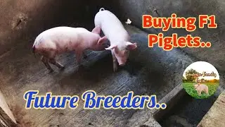 Buying Two F1 Piglets To Improve Our Breeding