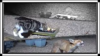 A long and busy night on the fox food dish, mange treatments and fully tummies!