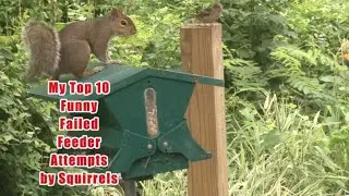 Looking for a squirrel-resistant bird feeder? 10 Funny, Failed Bird Feeder Attempts by Squirrels