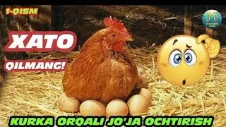 KURK BOSTIRISHGA TUG'RI TAVSIYALAR VA TUXUM DASTAVKA QILISHDA XATOLIKLAR