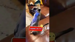 🐾🤣 Meerkat sees their friends on TV: cutest moment ever! #ViralPets