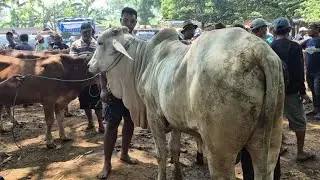 17.500🔥JANTAN PO & PEGON SIAPAN QURBAN HARGA MURAH | Pasar Jatirogo
