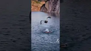 The Falcon outperformed the Olympic swimmer