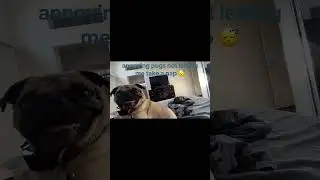 Adorable pug nap time #pug #dog