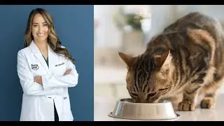 Your Cat’s Kidneys Need Help!