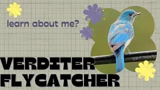 verditer flycatcher facts