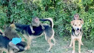 Animals : Monkey  acting like Boss Dog - Dog and monkey family