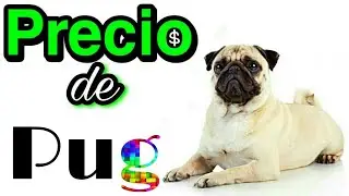 Precio de Pug | AniEx