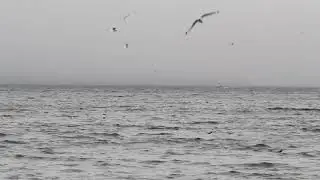 Witless Bay Puffins