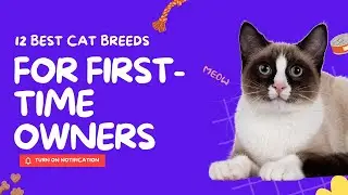 12 Best Cat Breeds for First-Time Owners 🐱 | Friendly & Low-Maintenance Cats
