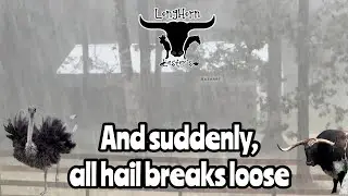 We survived the hail!