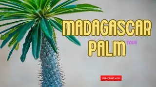 Everything about the #madagascar #palm