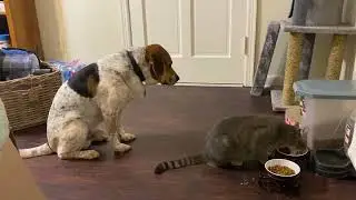 Exorbitantly polite dog waits his turn to eat until after cats are finished