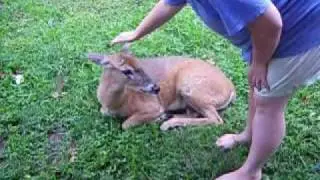 A Deer at my front door. This deer thinks he's a dog