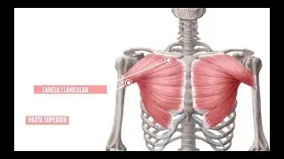 Cómo desarrollar los pectorales al máximo con los mejores ejercicios para tu entrenamiento