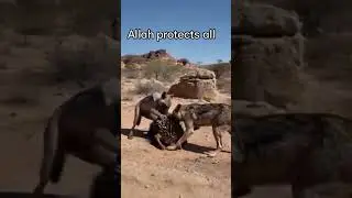 Allah provides for the safety of all creatures #viralvideo #dangerous #trending #shorts#viralnow