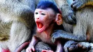 MOM...MY MILK...! Look Janna not full milk,Janna open biggest mouth need more milk