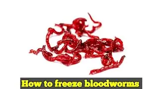 How to freeze bloodworms in safe method in tamil || #AFE
