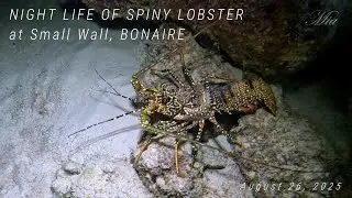 ~Night Diving~ NIGHT LIFE of SPINY LOBSTER at Small Wall, BONAIRE