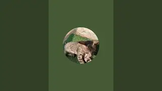 meow kit-kat  is live!